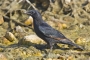 Tristram's Starling - young