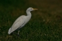 (Western) Cattle Egret - winter plumage