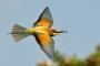 (European) Bee-eater - in flight, from above