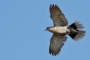 (Eurasian) Collared Dove - in flight