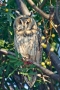 Longed-eared Owl - front view