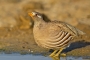 Sand Partridge - male