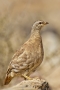 Sand Partridge - female