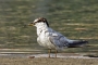 Little Tern - young