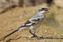 Great Gray Shrike - young