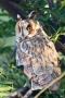 Longed-eared Owl - back view