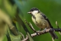Great Tit - young