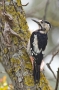 Syrian Woodpecker - female