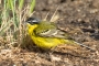 (Western) Yellow Wagtail - male