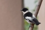 Collared Flycatcher - male