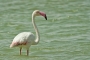 (Greater) Flamingo 