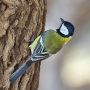 Great Tit - back view