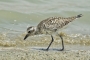 Black-bellied Plover - summer changing plumage