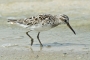 Broad-billed Sandpiper - changing plumage