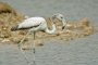 (Greater) Flamingo - young