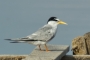 Little Tern - summer plumage