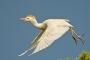 (Western) Cattle Egret - summer plumage