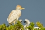 (Western) Cattle Egret - parent and chicks