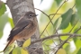 (Common) Redstart - female