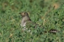 (Common) Cuckoo - young