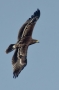 (Greater) Spotted Eagle - young in flight