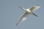 (Eurasian) Spoonbill - young in flight