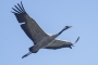 (Common) Crane - in flight
