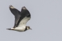 Northern Lapwing - in flight