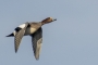 (Eurasian) Wigeon - male in flight