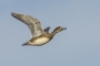 ברווז צהוב-מצח - נקבה בתעופה