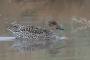 (Northern) Pintail - female