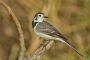 White Wagtail - male, winter plumage