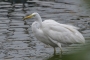 Great Egret - winter plumage