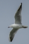 Slender-billed Gull - summer plumage