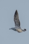 Caspian Gull - 1st winter
