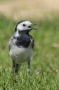 White Wagtail - male, summer plumage 