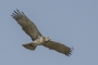 Short-toed Eagle - young in flight