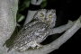 (Eurasian) Scops Owl