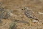 Stone-curlew - young