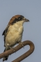 Woodchat Shrike - male