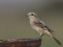 Woodchat Shrike - young