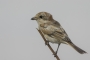 Woodchat Shrike - young female