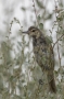 Clamorous Reed Warbler - young