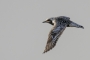 Black-bellied Plover - summer plumage in flight 1