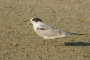 (Common) Tern  - young, faded plumage