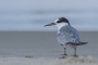 Little Tern - winter plumage