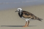 (Ruddy) Turnstone - summer plumage