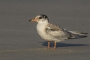 (Common) Tern - young, new plumage