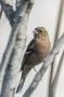 (Common) Chaffinch - male, front view