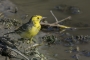 Citrine Wagtail - male